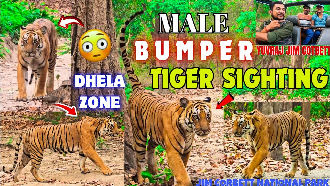 BUMPER MALE TIGER SIGHTING IN DHELA ZONE 😱 HEAD ON WALK IN FRONT OF US 😳 GUEST FULLY ENJOYED JOURNEY