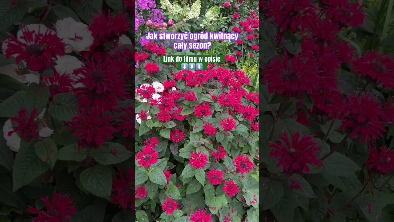 Kwitnący ogr&oacute;d przez cały sezon #flowers #garden #relax #spring #summertime #autumn #village