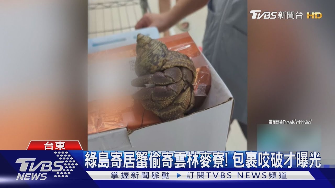 誇張! 超商偷寄巴掌大綠島寄居蟹 送咬破「包裹」才曝光｜TVBS新聞 @TVBSNEWS01