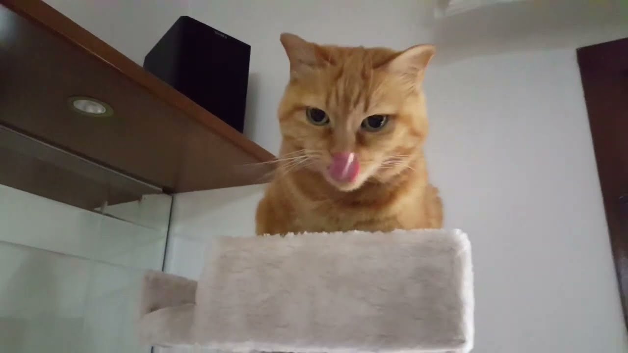 Percorso per gatti in casa