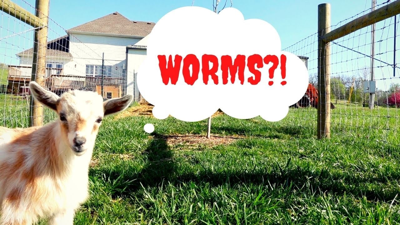 PARASITES? HOW do we KEEP the NIGERIAN DWARF GOATS HEALTHY? FAMACHA or WORMING on a SCHEDULE?