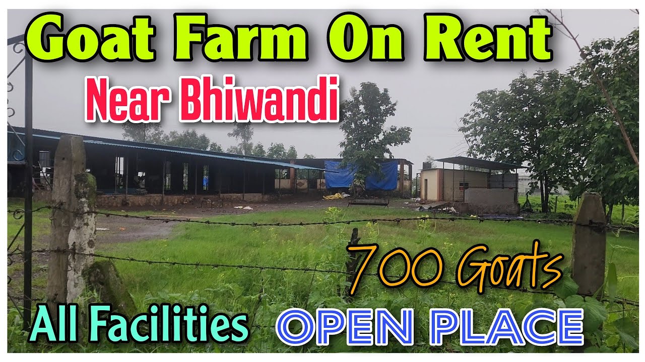 Goat Farm On Rent In Bhiwandi Padhga | 700 Goats On Plot All Facilities in Farm |@Rizwankranti