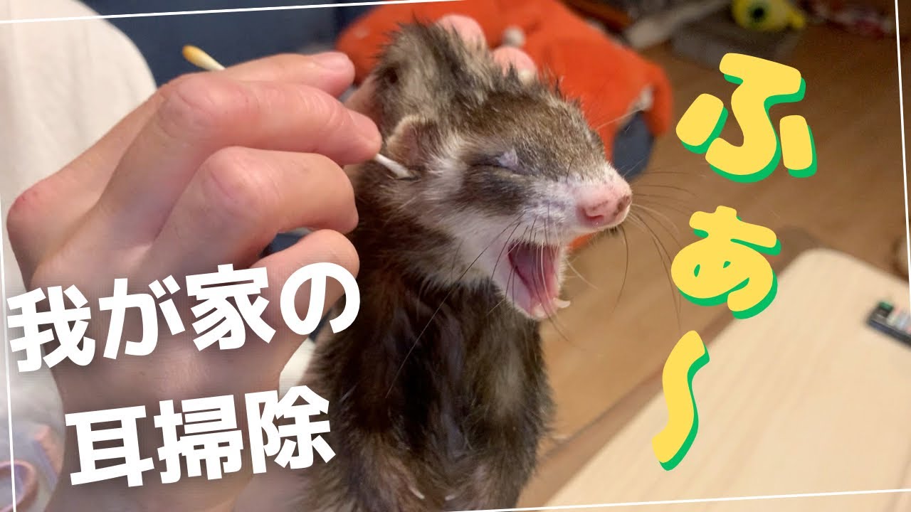 【放し飼いフェレット】耳掃除しすぎてスムーズにこなす、フェレットと飼い主🐾