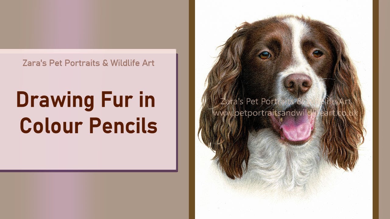 Drawing fur in colour pencil - Springer Spaniel Dog Drawing Pet Portrait