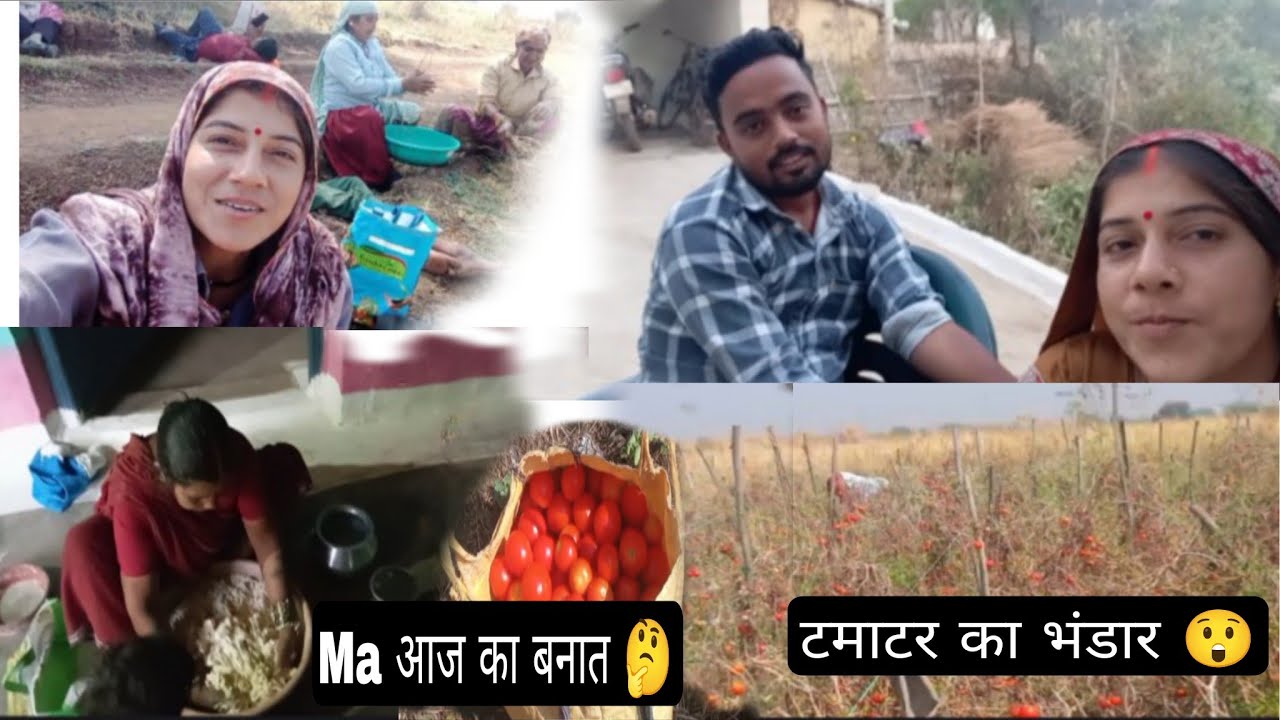 आज का banat हे मां ह 🤔। खेत में टमाटर ही टमाटर 😲।। Maoushmijanghelvlog।। Cg vlog।।
