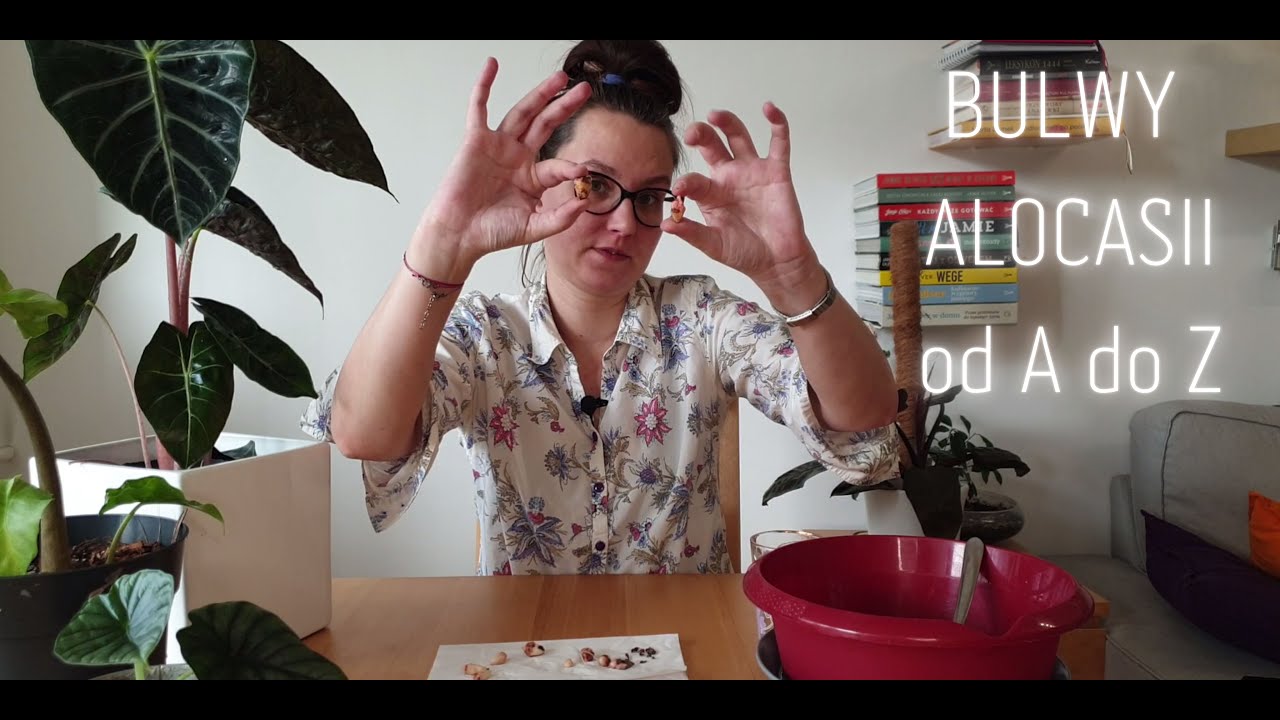 Bulwy Alocasii od A do Z, część I (08)