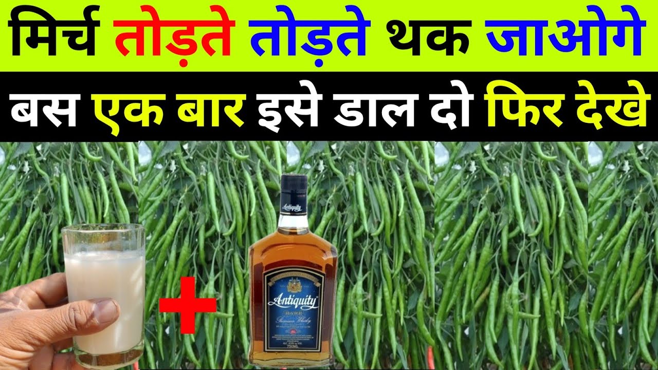mirch ki kheti kaise karen | mirch me konsa khad dalen | mirch ka utpadan kaise badhaen | mirch