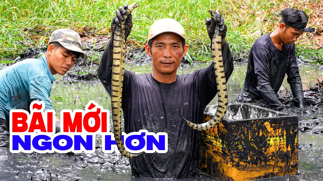 Mò Cá Cạn Ở Đầm Mới, May Mắn Mò Được Thứ Dữ Mang Về Chế Biến