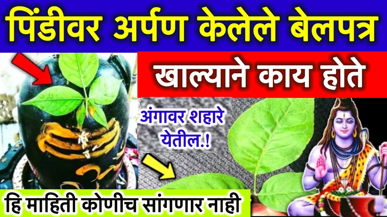 शिवलिंग पिंडीवर अर्पण केलेले बेलपत्र खाल्याने तुमच्यासोबत काय घडते