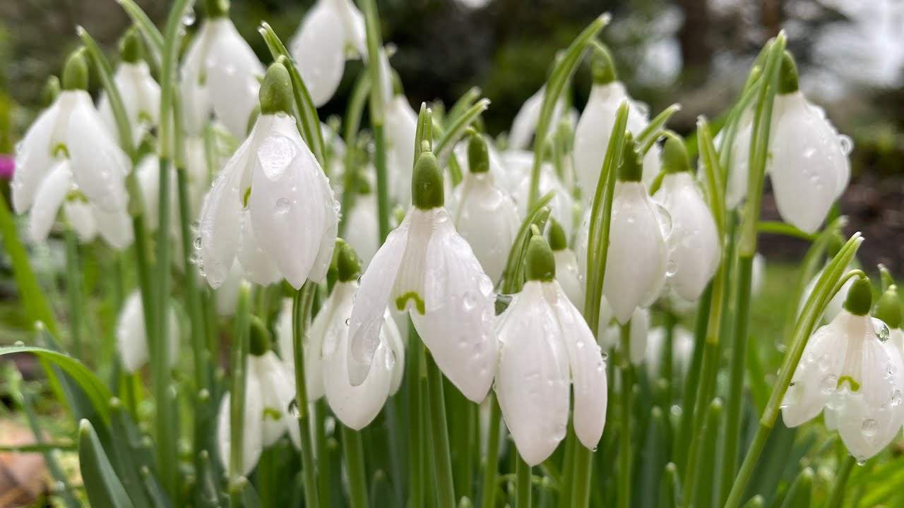 A blanket of snowdrops 🤍🤍🤍