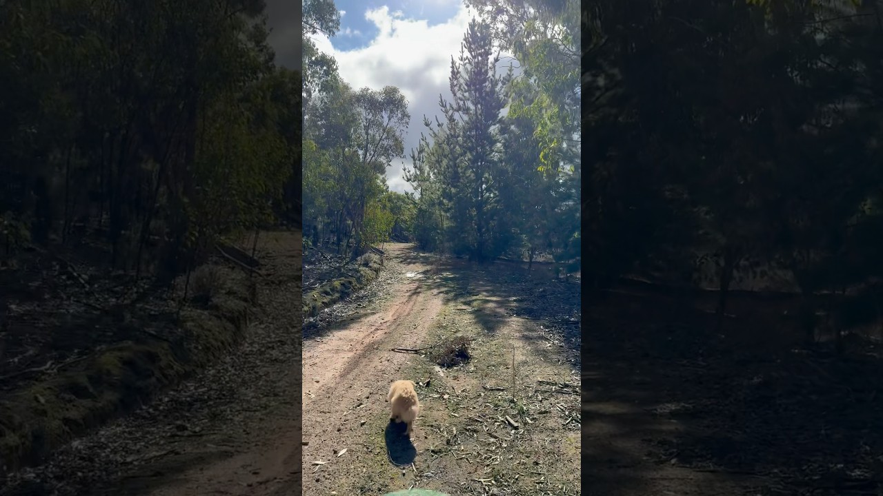 Bushwalk / Hike through Adelaide Hills , South Australia #hike #nature #outdoors #explore #wildlife