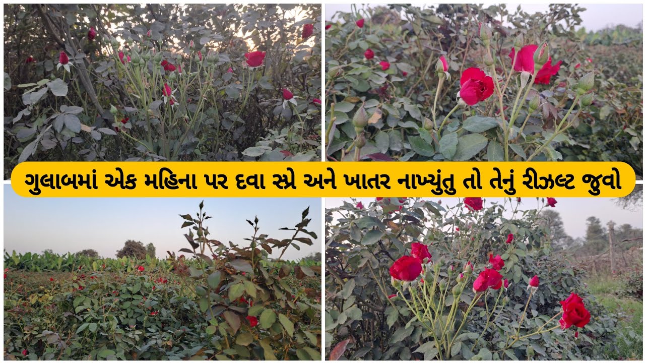 ગુલાબમા એક મહીના પહેલા દવા નો સ્પ્રે અને જે ખાતર ટુવા આપ્યા તેનું રિઝલ્ટ જોવા ની અંદર 