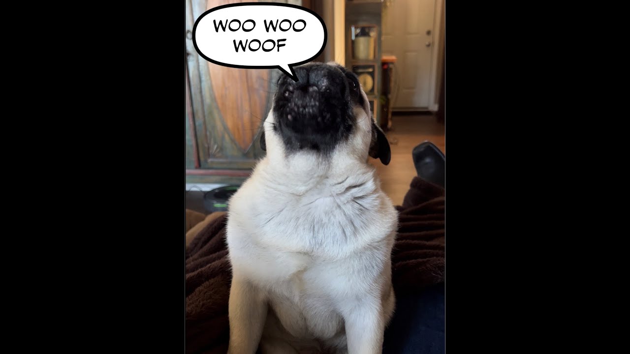 Pug howling his Woo woo woofs #shorts #pug  #henrypug #pughowling