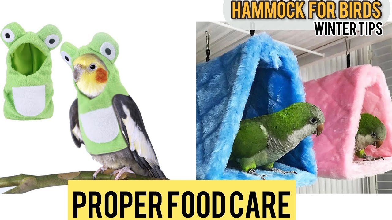 Things that will protect bird from the cold ❄️☃️🦜 #tent  #paris #birds #parrots #parrotfood