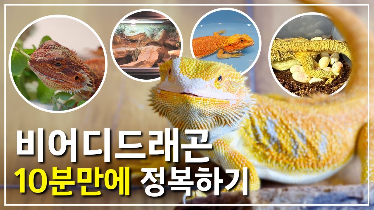비어디드래곤 사육 10분 만에 마스터 하기!