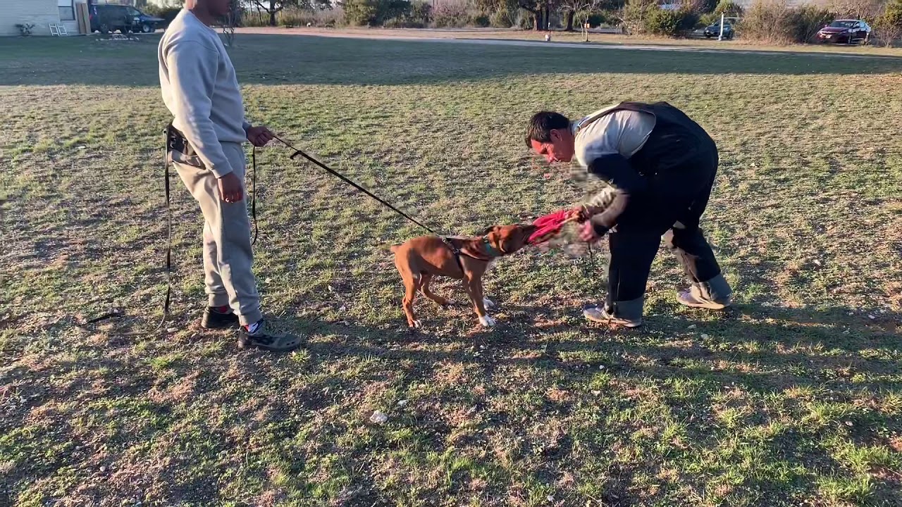 F1 American Bullenbeisser puppy bite work