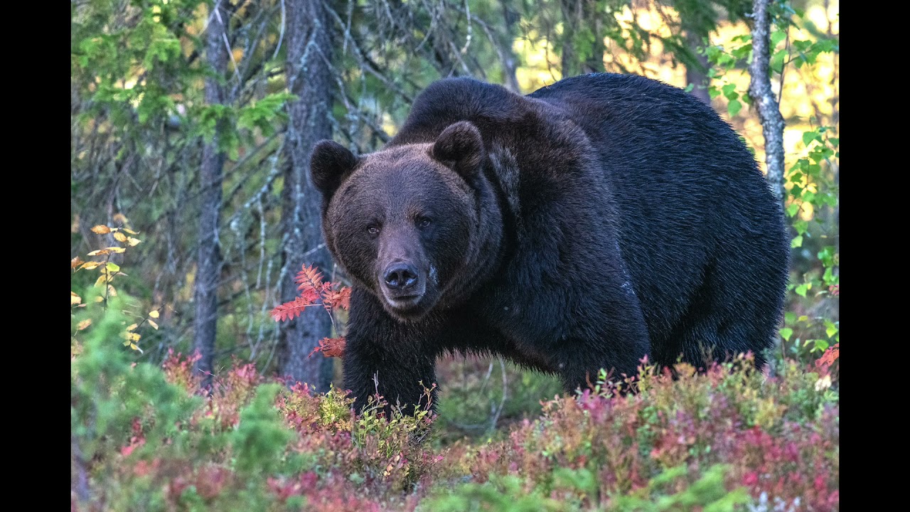 Björnskådning i Finland   HD 1080p