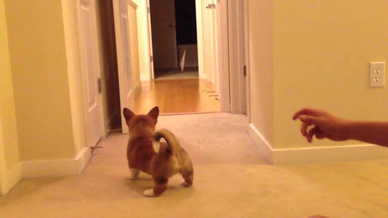 How to Tire a Corgi Puppy Before Bed