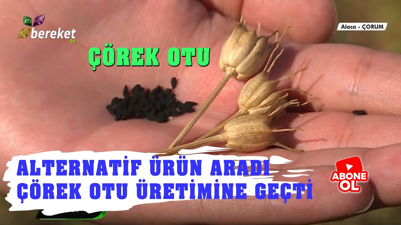 Çorum Alaca'da Çörek Otu Yetiştiriciliğine Nasıl Başladılar ? Neden Çörek Otunu Seçtiler ?