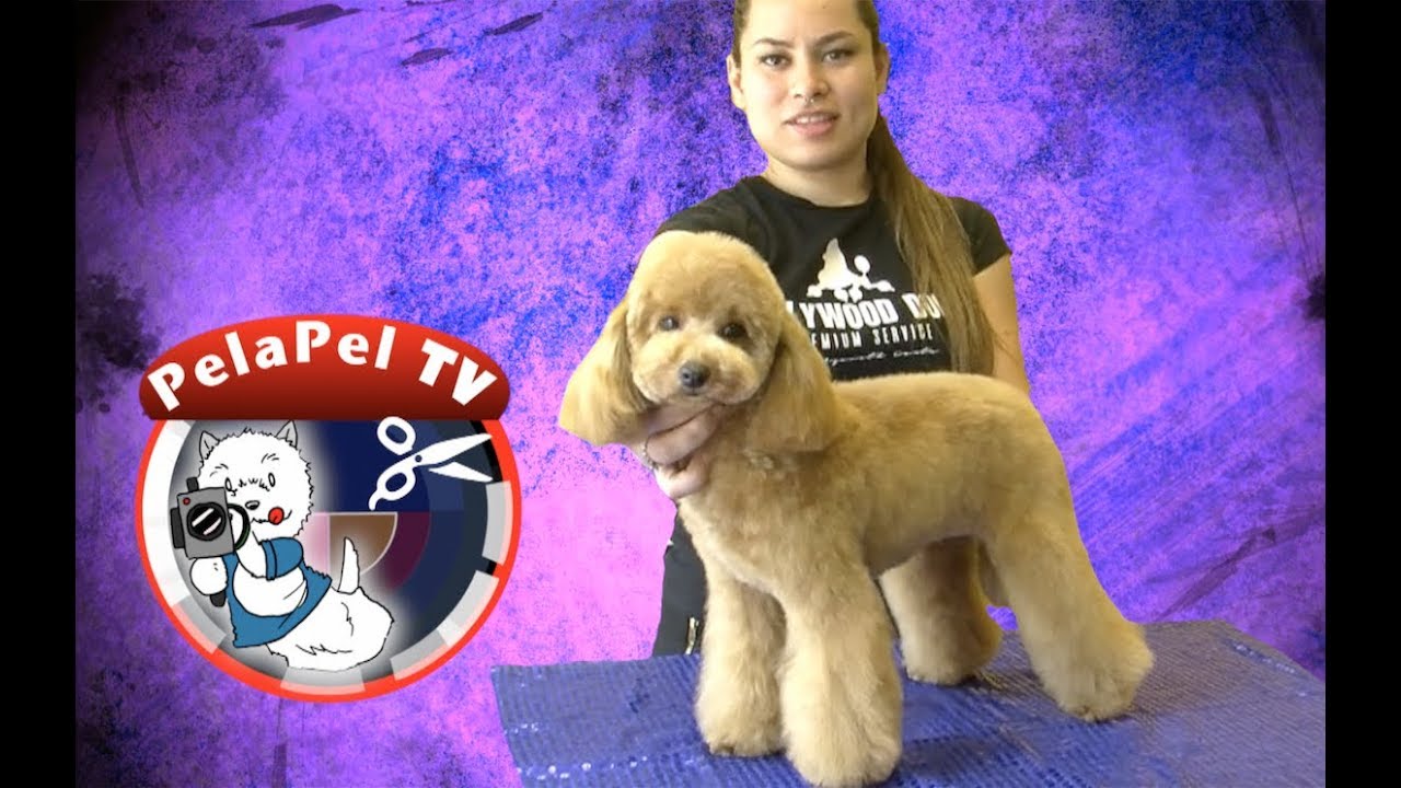 PELUQUERÍA CANINA CANICHE - GROOMING POODLE ASIAN FREE STYLE BY AZARETH CANTU