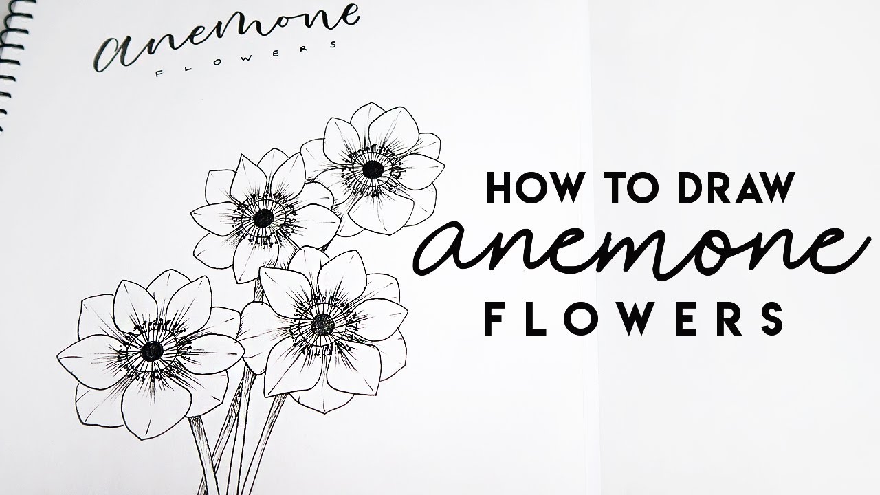 Draw The Anemone Flower | Simple Easy Steps