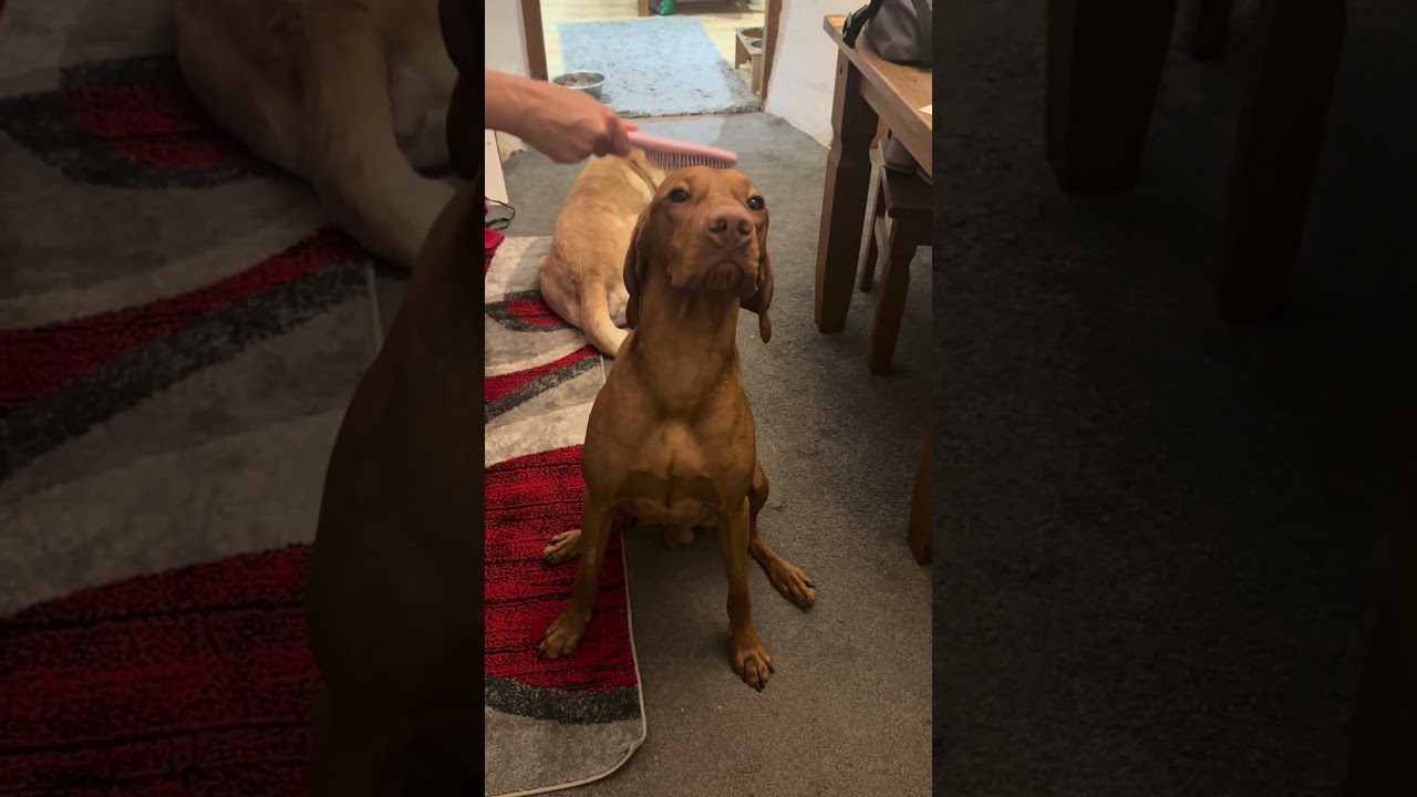 Vizsla enjoying a pamper 