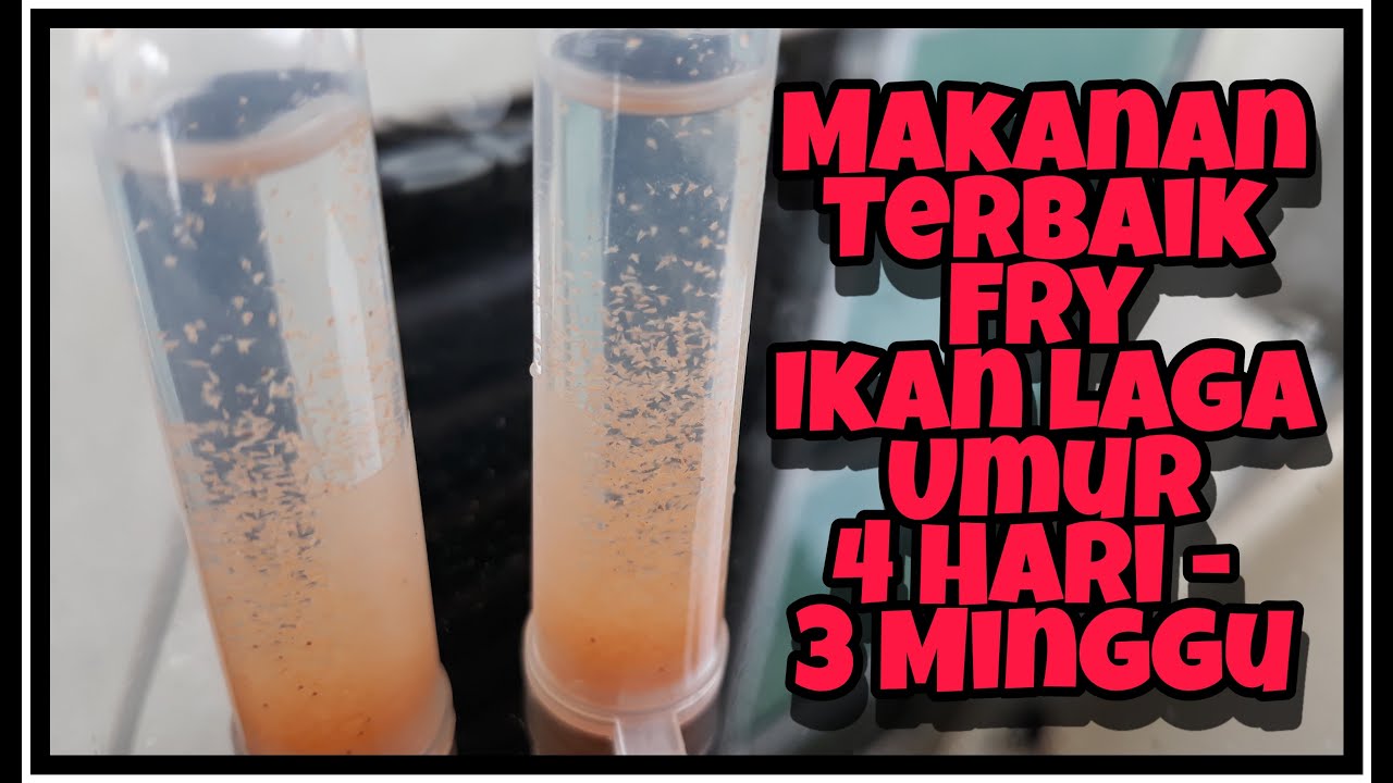 Makanan Terbaik Untuk Anak Ikan Laga @ Betta Dari 4 Hari - 3 Minggu
