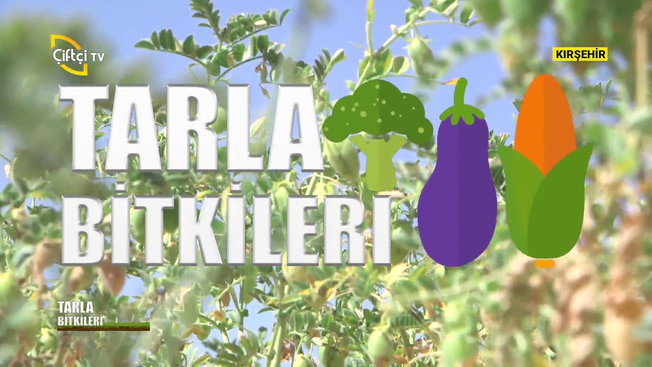 Nohut Yetiştiriciliği - Tarla Bitkileri / Çiftçi TV