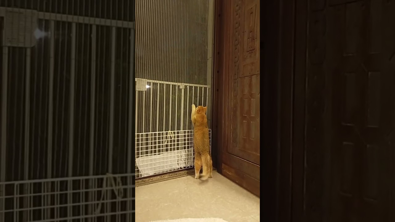 Cat saw a Grasshopper on the door net #trending #cat #catsdreams 