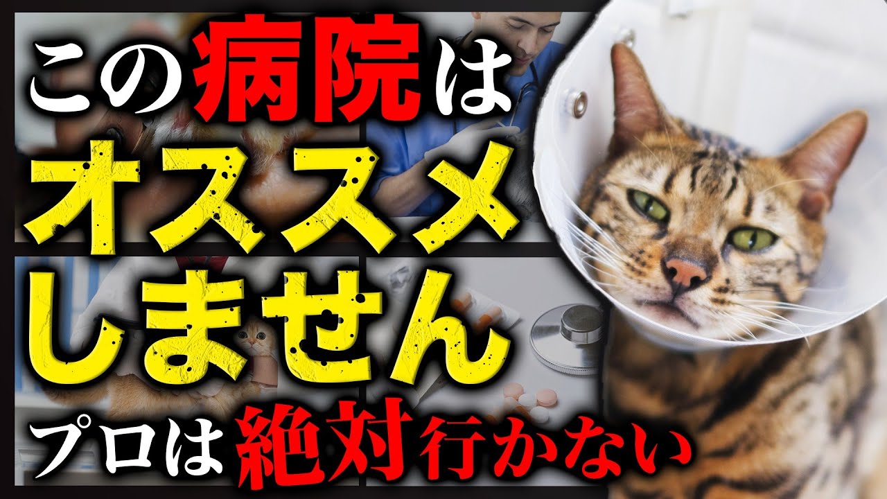 【口コミや料金で選ぶと危険】愛猫にマッチした動物病院の選び方を解説します！