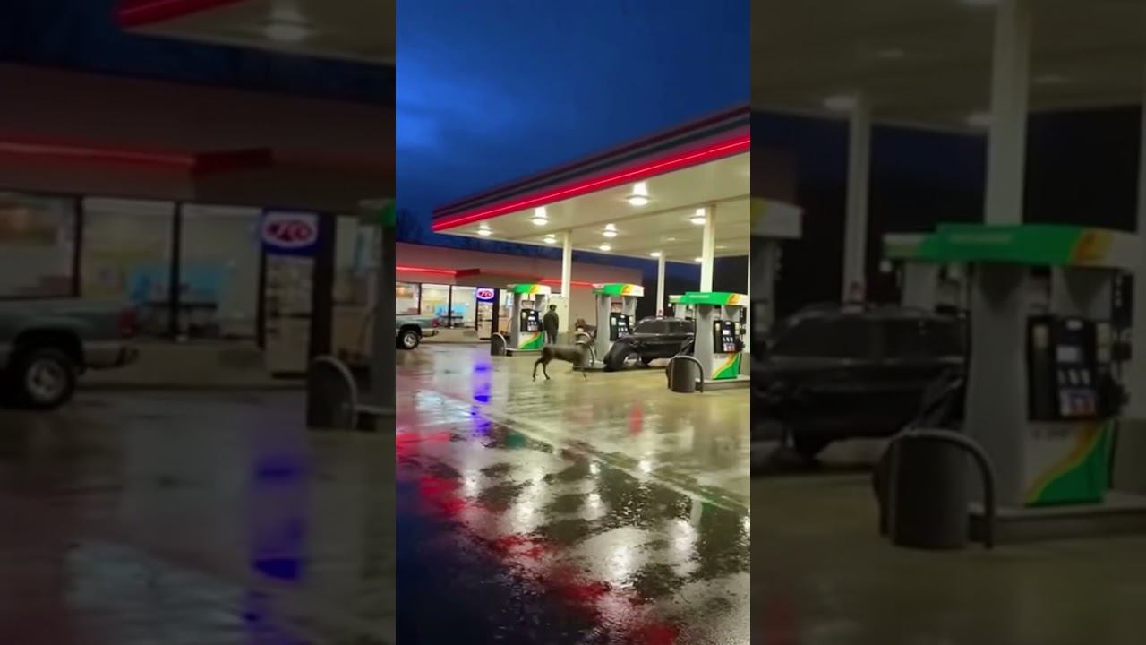 Deer at the Gas Station
