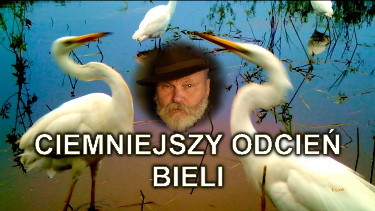 Czapla biała wojująca - Ardea alba