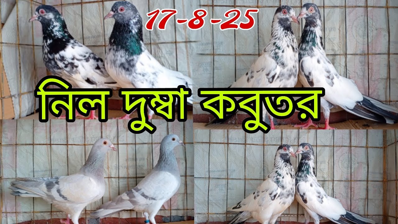 ভালো মানের নীল দুম্বা কবুতর, রেসার হোমার, কামাগার কবুতর বিক্রি হবে।