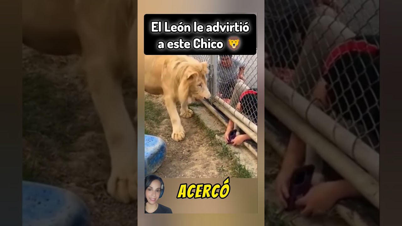 El Le&oacute;n le advirti&oacute; a este Chico 🦁 #leon #animales #naturaleza