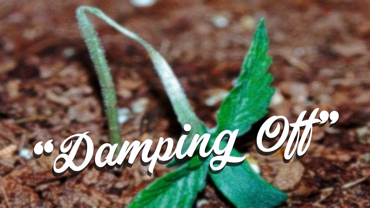 Por qué el tallo se adelgaza y muere la planta? | Huerto Urbano