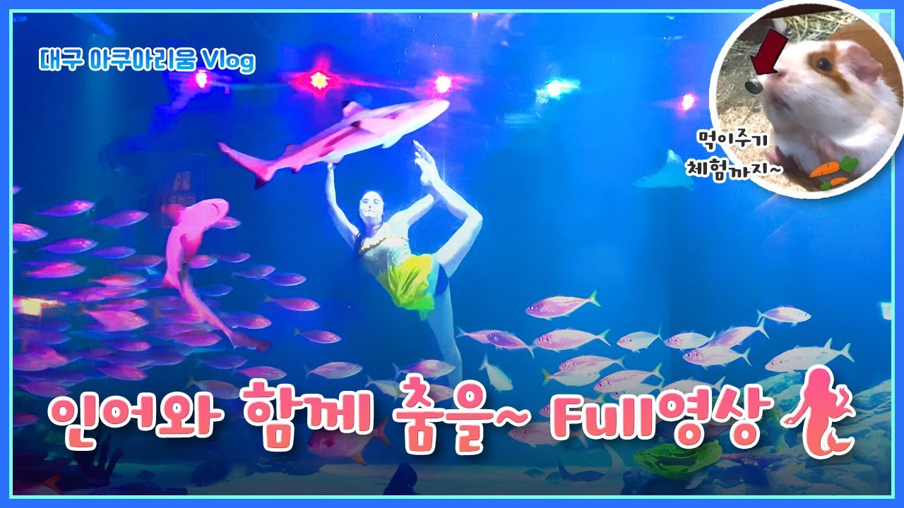 대구 아쿠아리움(Daegu Aquarium) | 인어와 함께 춤을~🧜‍♀️ 공연 FULL 영상 | 먹이주기 체험 까지~! [Vlog]