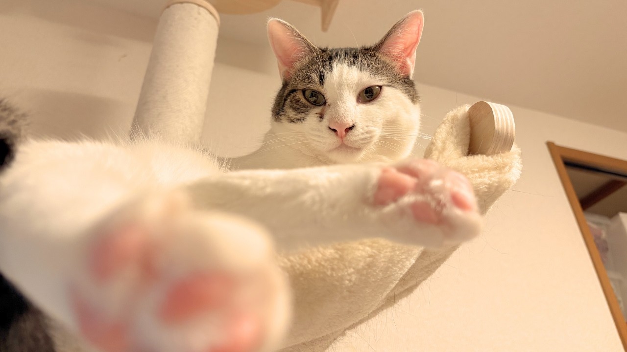 保護猫てんむすはいつも高いところからこちらを見ているのだ