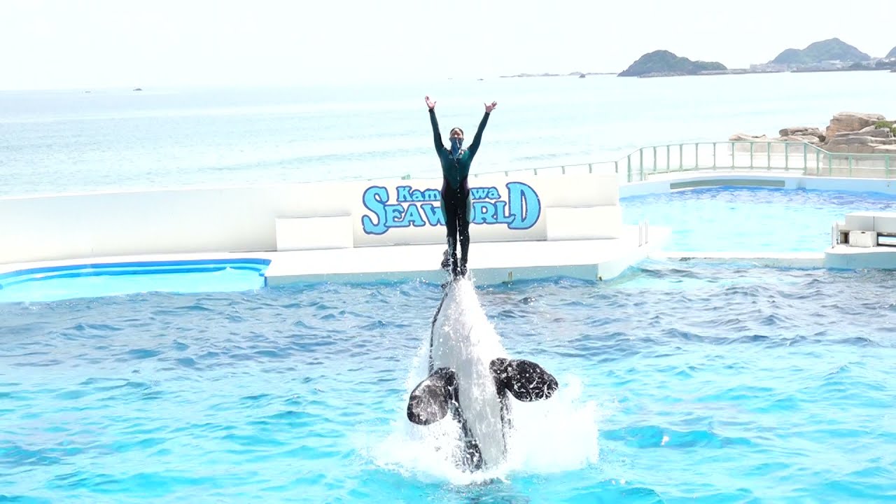 ワタシたちのジャンプを浴びてみんなの運気もUp！ヨ～♪シャチパフォーマンス3回目スタートです！　鴨川シーワールドにて 2021年5月15日　00288
