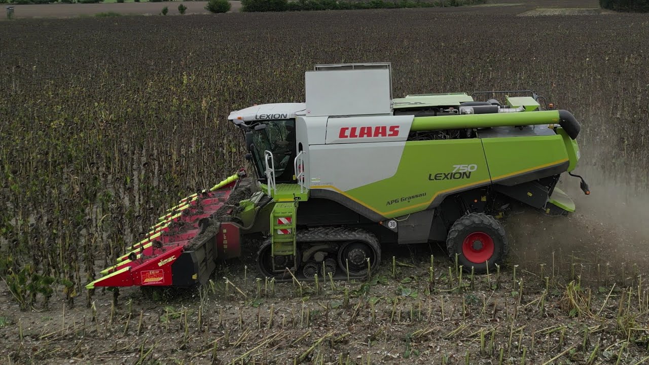 CLAAS LEXION 750TT bei der Sonnenblumenernte (8 Reiher) von APG Grassau e.G. / 4K