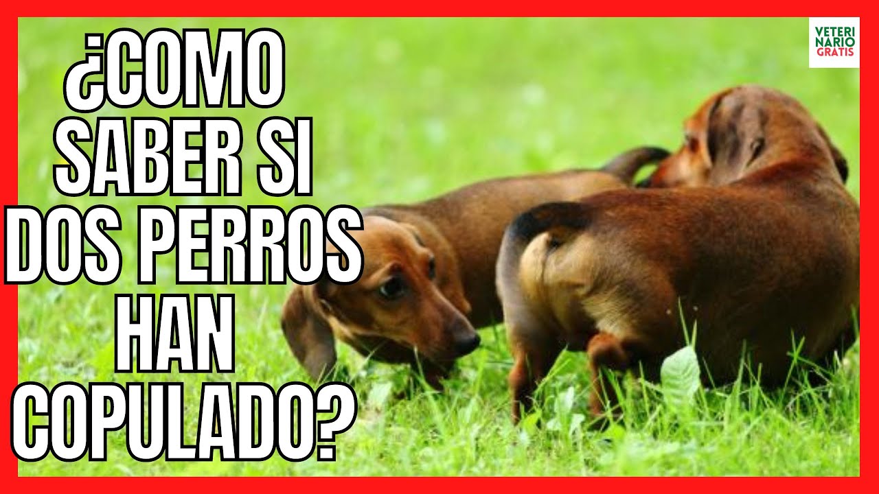 💘 ¿CÓMO SABER SI DOS PERROS HAN COPULADO? 💘 8 SEÑALES MUY CLARAS