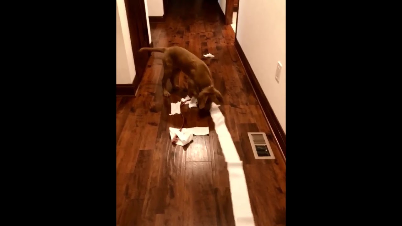 Rosie is on a Roll! Dog Plays with Toilet Paper Roll