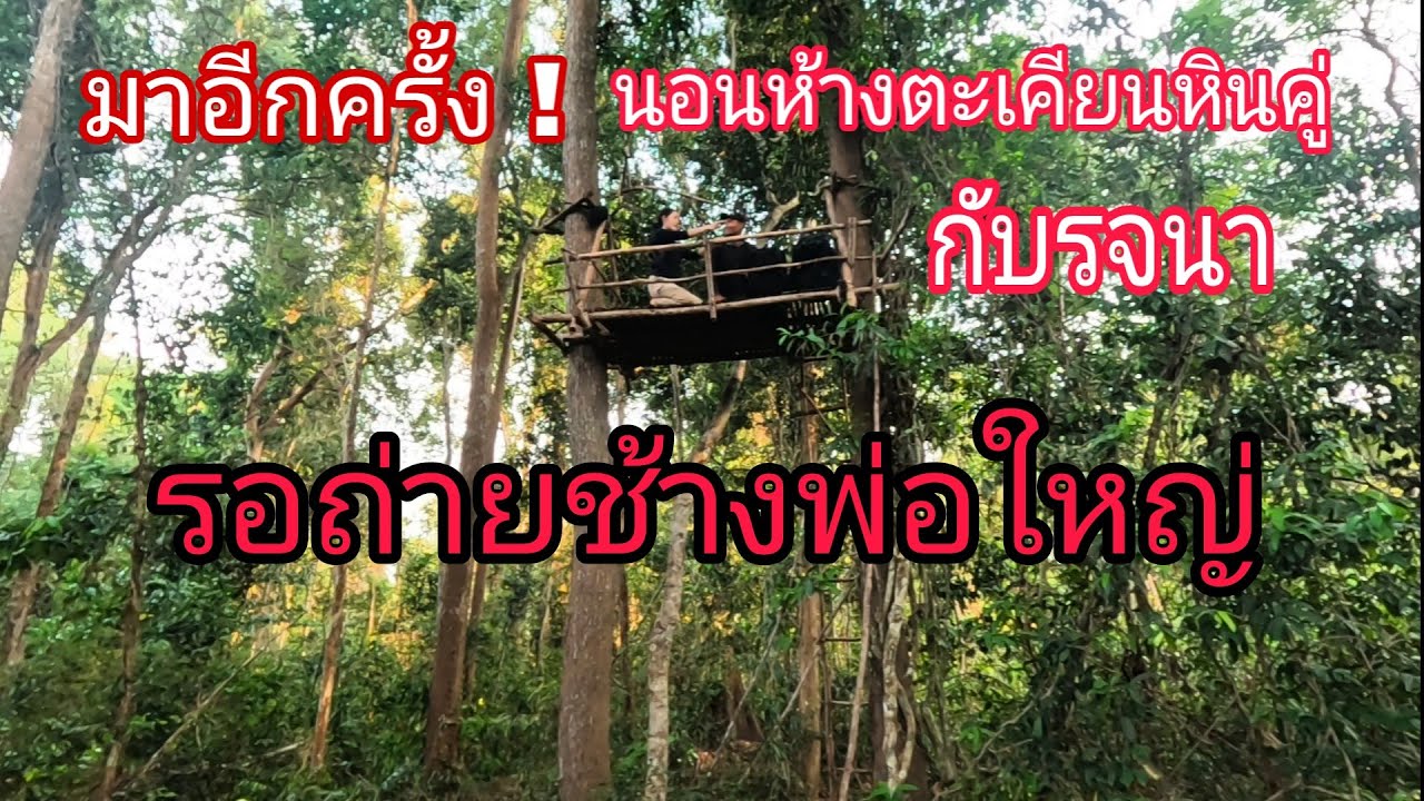 มาอีกครั้ง❗พารจนามานอนห้างต้นตะเคียนหินคู่ รอลุ้นดูวาช้างพ่อใหญ่มาใต้ห้างอีกไหม⁉️🐘🦣🐘🦣🐘03/04/67