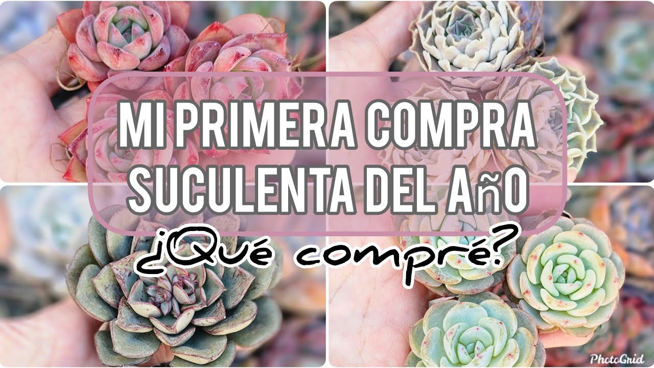 Mi primera compra de Suculentas de Colección del año / Híbridos raros de Suculentas/Jardín Suculento