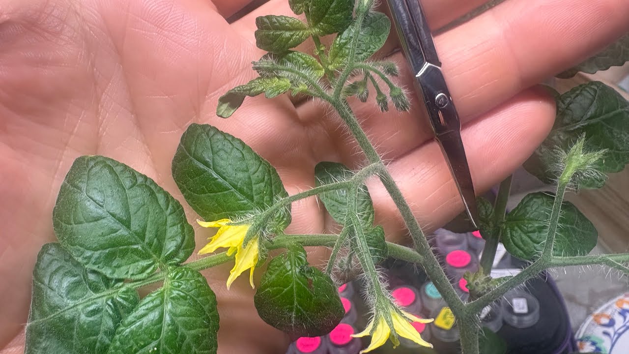 How to cross pollinate tomatoes indoors