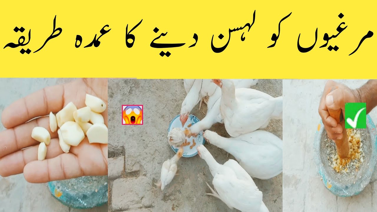 لہسن دینے سے مرغیوں میں یہ حیران کن تبدیلی آتی ہے😱|Benefits of garlic for chicken /By Aseel Hen Hous