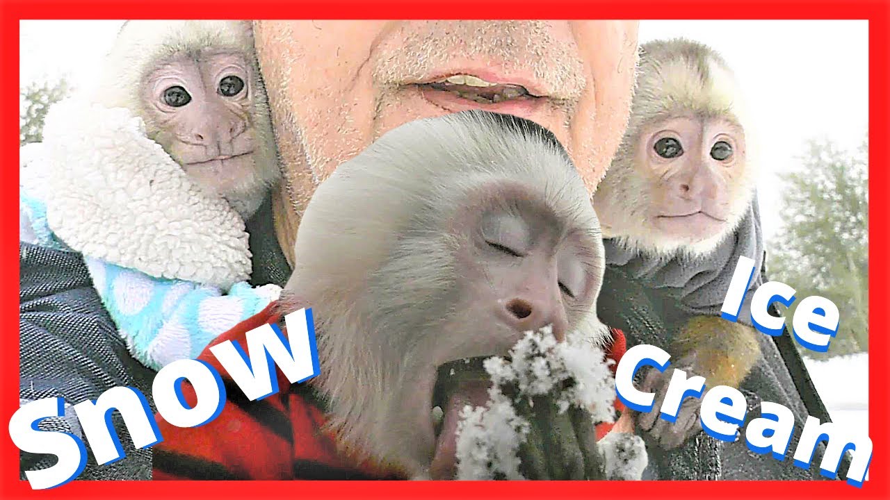 Our Monkeys Eat SNOW ICE CREAM For The First Time | Adorable Reaction! | Capuchin