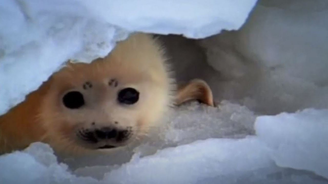 Storie di cuccioli doc ita documentario Animali National Geographic nat geo