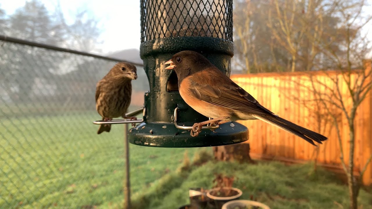 後院小鳥餵食日常| Backyard Birds Feeding Time 😍🥰