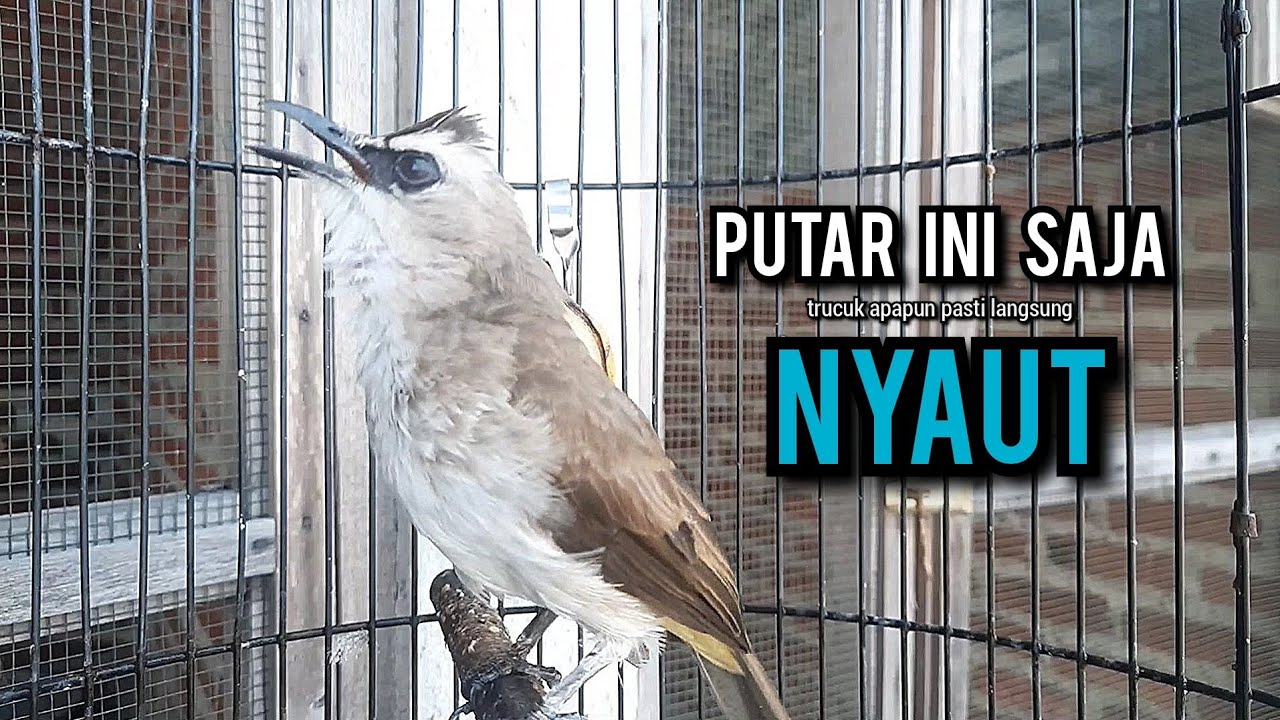 trucukan gacor ROPEL PANJANG pancingan trucukan agar bunyi jadikan burung trucuk gacor NYAUT