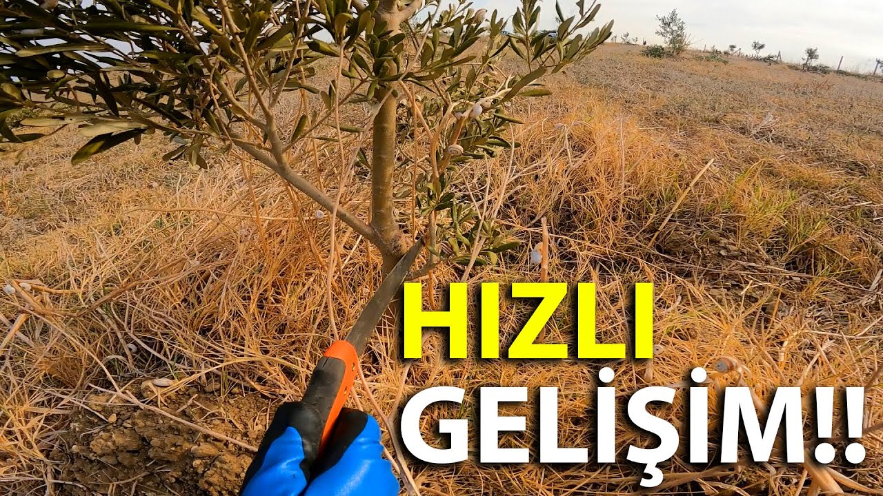 2 Yaşındaki Zeytin Fidanlarında Tekleme Uygulaması